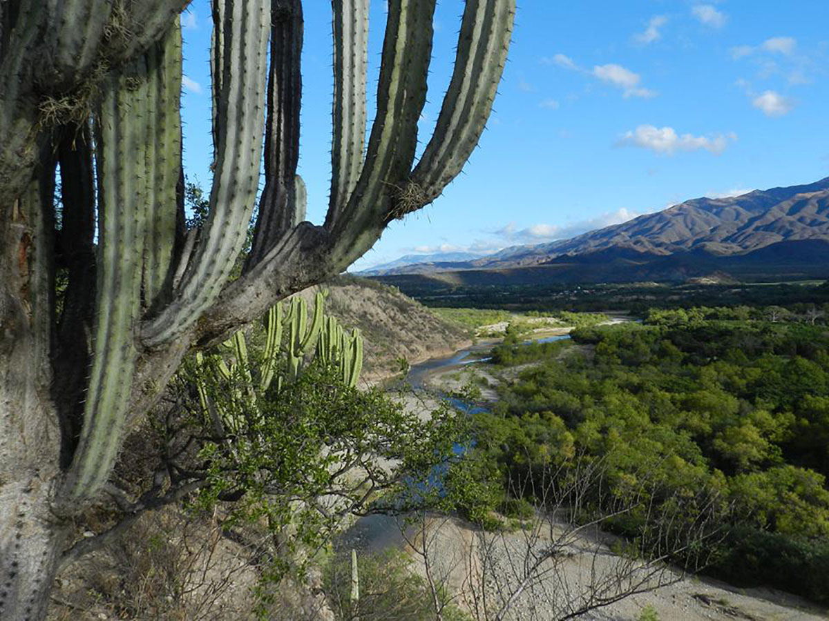 biosfera-tehuacan-cuicatlan biosfera-tehuacan-cuicatlan