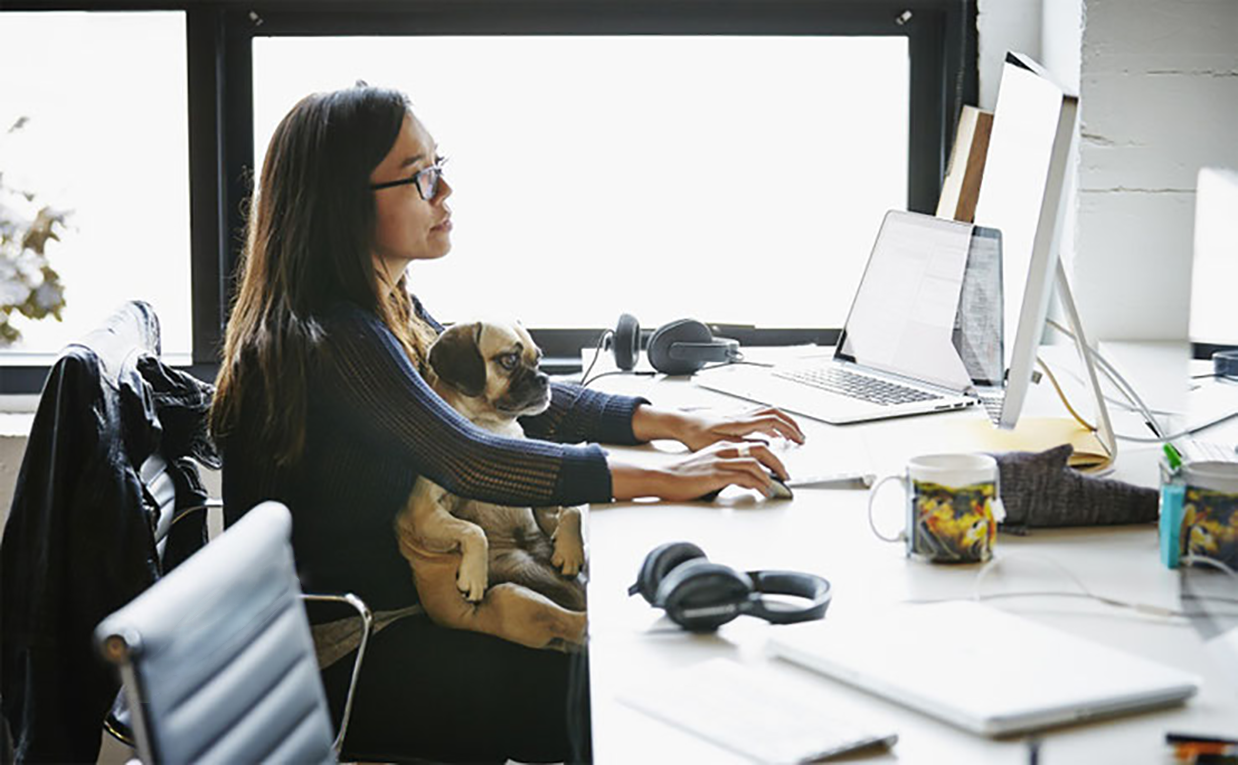 trabajar con tu perro trabajar con tu perro