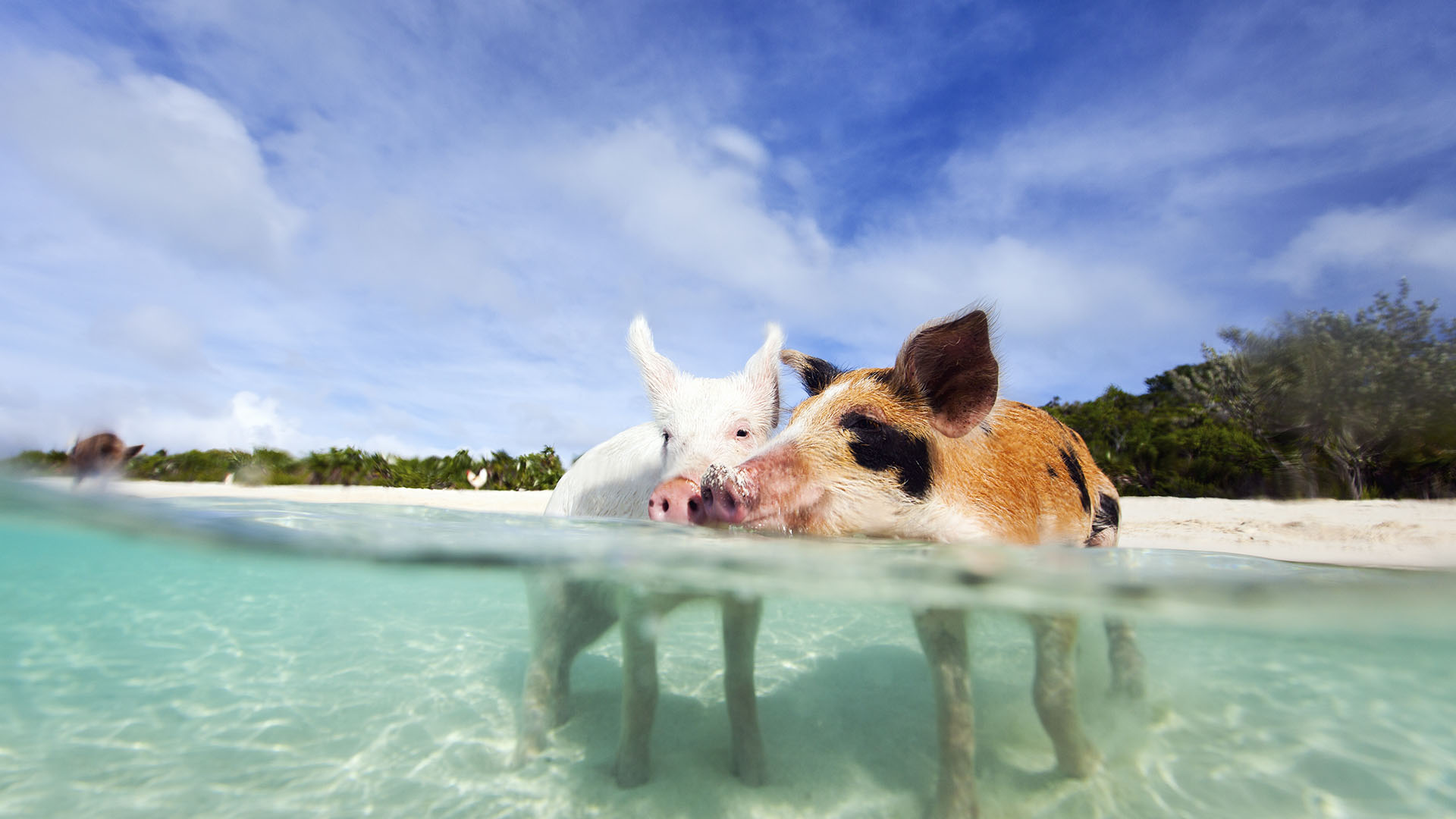 Playas_0001_Pig-Beach-Bahamas-2