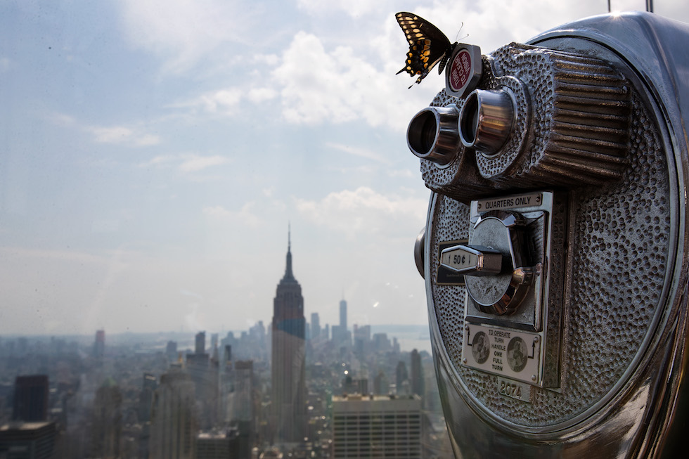 Bestie 2017 Una farfalle sopra a un telescopio di un belvedere di New York, durante l'eclissi di sole di quest'anno
(Drew Angerer/Getty Images)