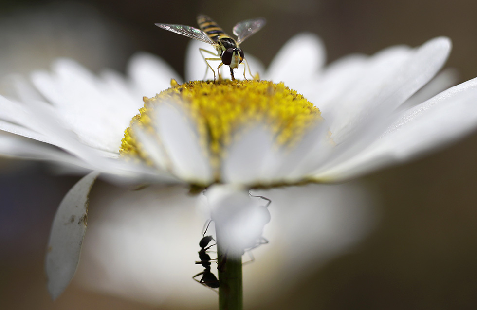 Bestie 2017 Insetti intorno a un fiore di camomilla vicino a Minsk, in Bielorussia, il 21 luglio 2017 (AP Photo/Sergei Grits)