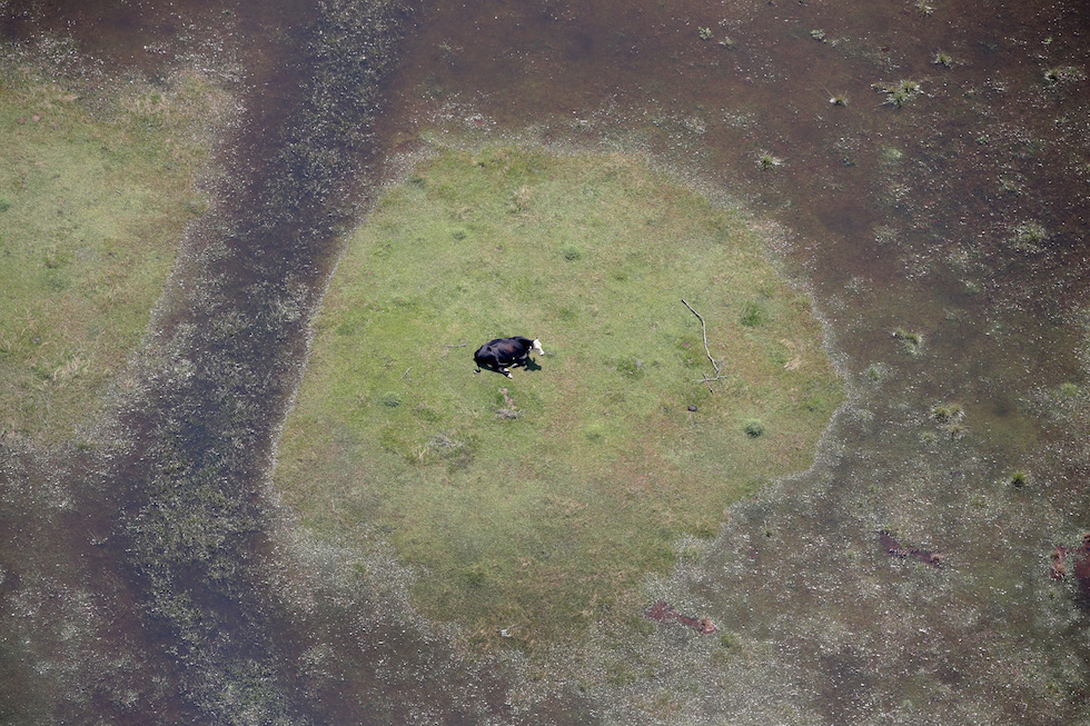 Bestie 2017 Una mucca in un prato circondato dall'acqua dell'alluvione provocata dal passaggio dell'uragano Harvey vicino ad Orange, Texas
(Scott Olson/Getty Images)