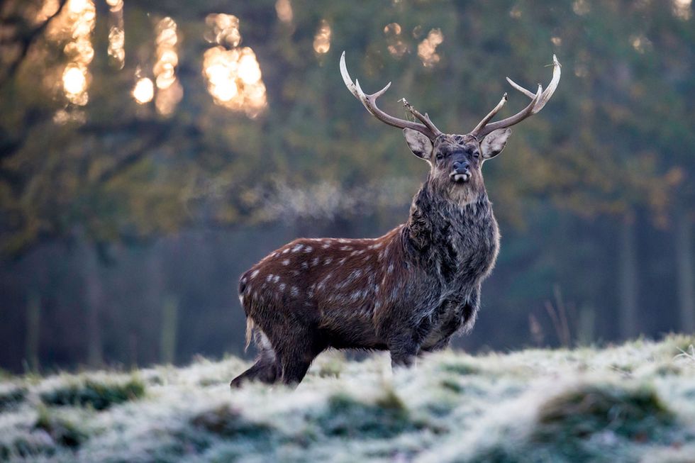 Bestie 2017 Un cervo in un parco vicino a Ripon, Inghilterra
(LINDSEY PARNABY/AFP/Getty Images)