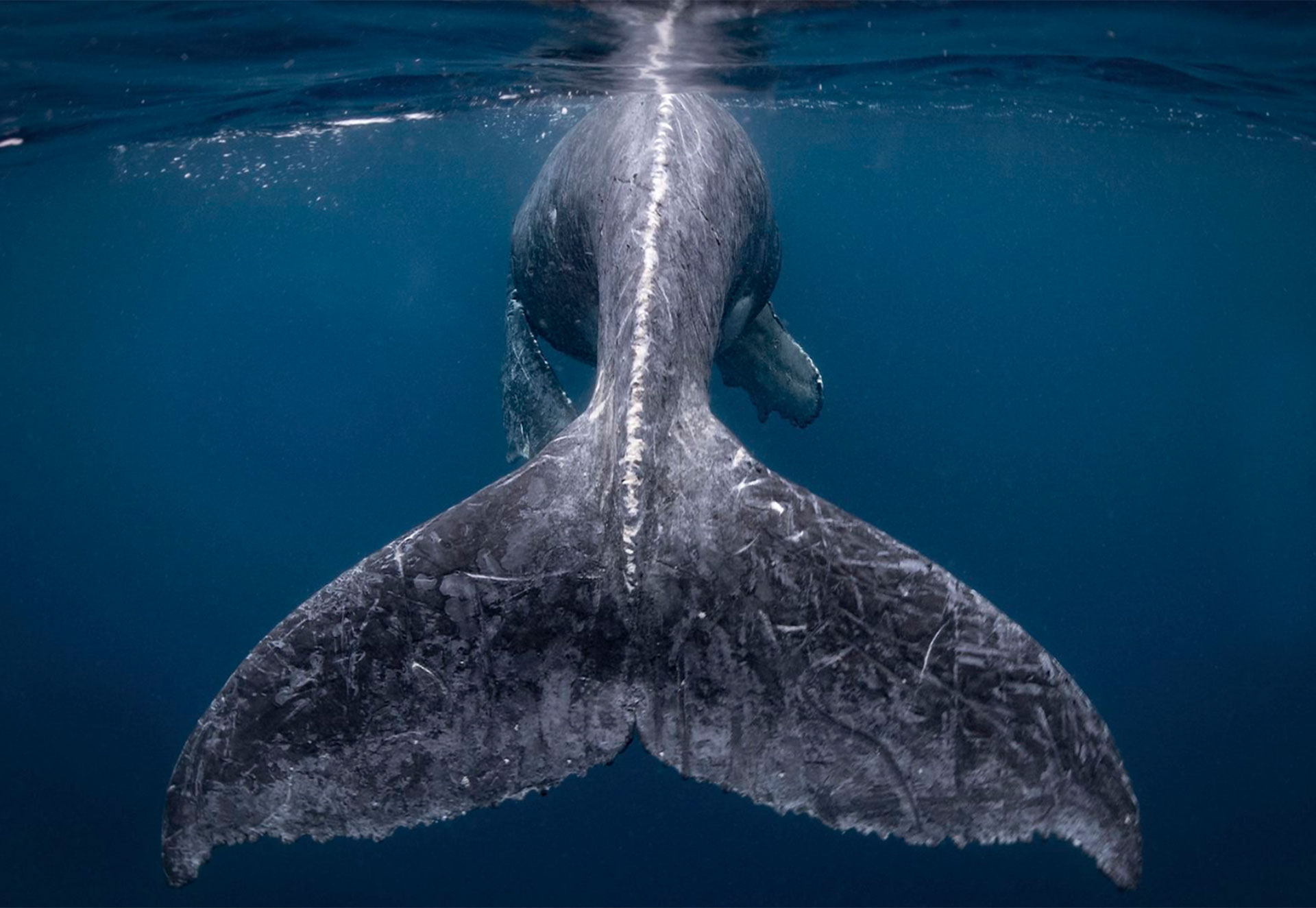 ballena ballena